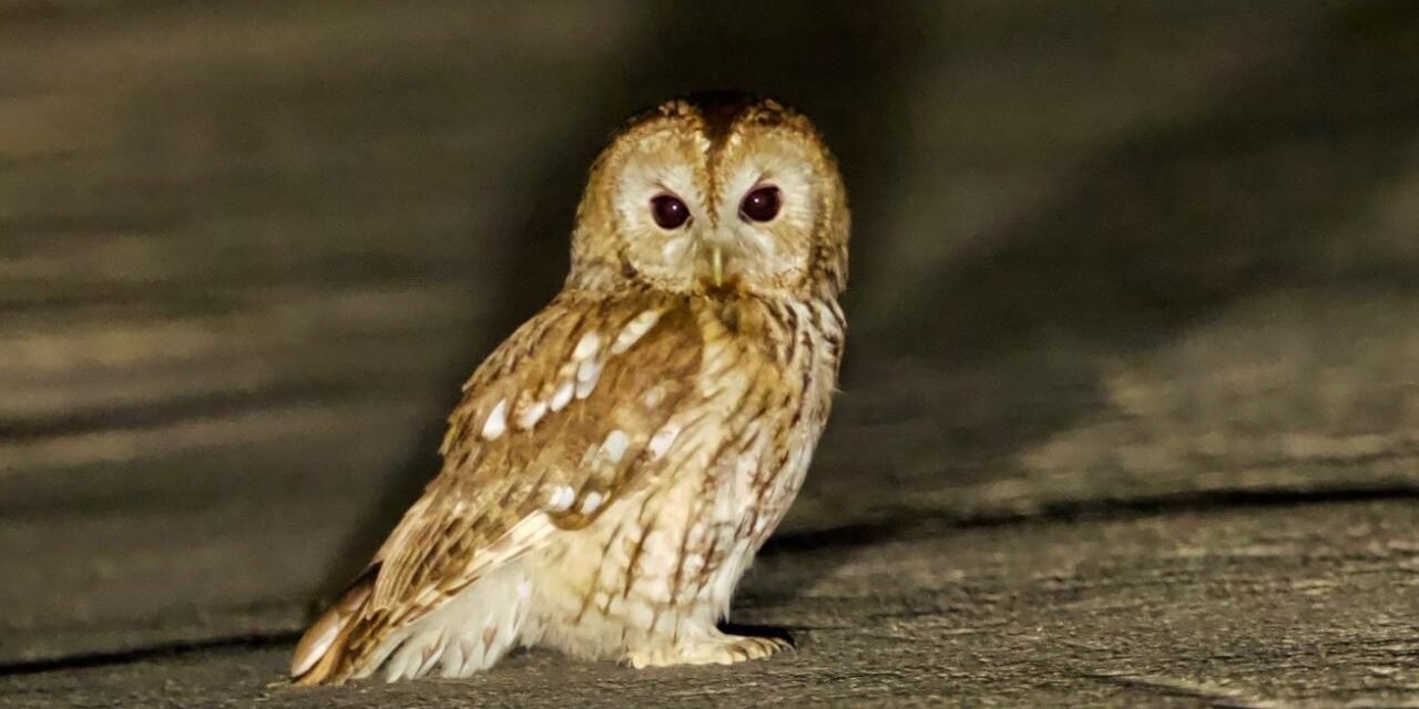 hulotte_nuit Chouette sur une surface sombre.